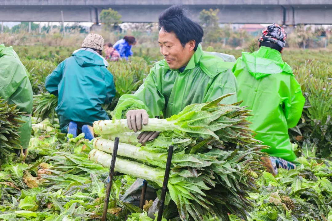 春来当吃鲜！连江人舌尖上的“翡翠”！