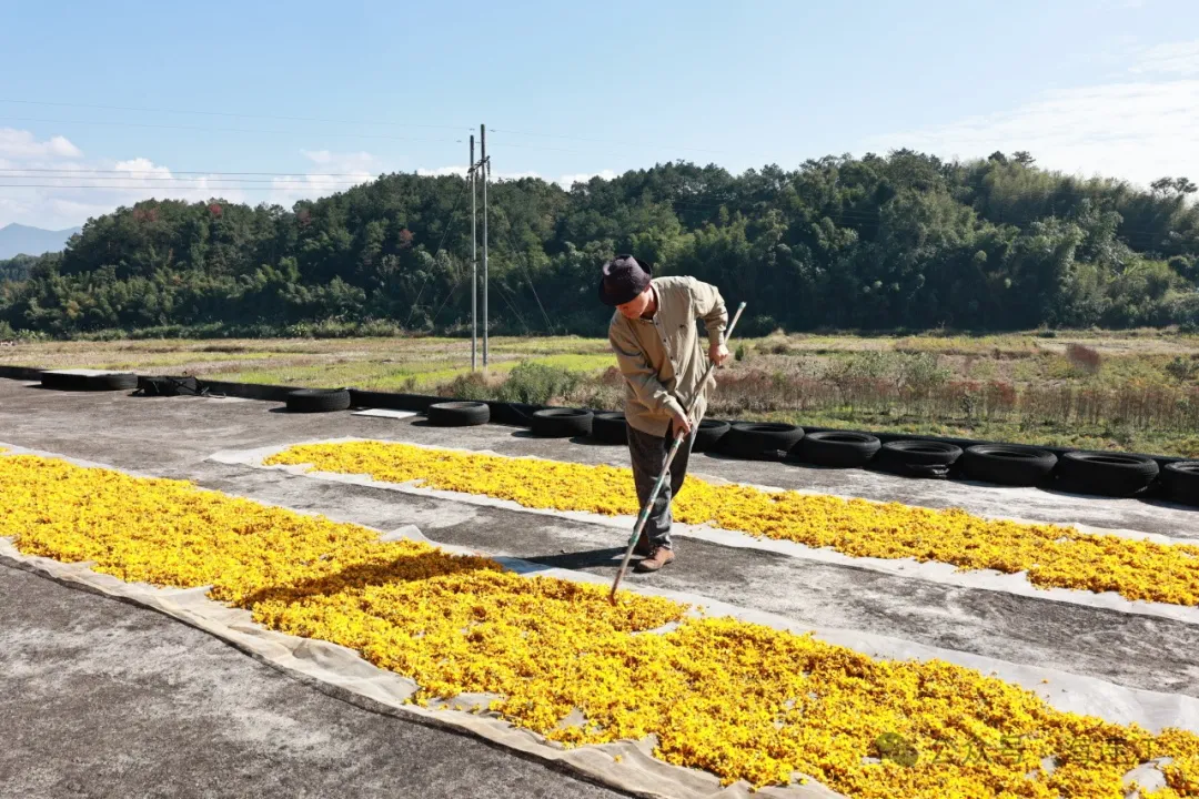 连江这片“黄金海”进入盛花期！