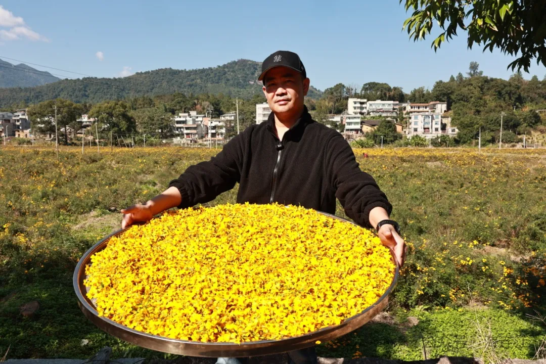 连江这片“黄金海”进入盛花期！