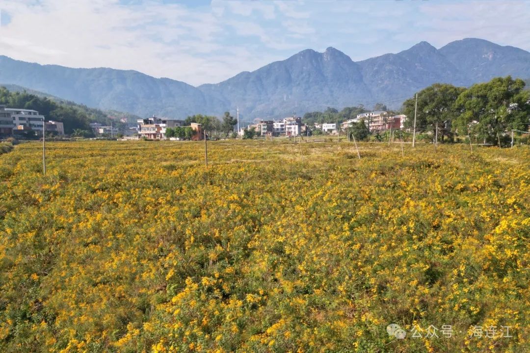 连江这片“黄金海”进入盛花期！