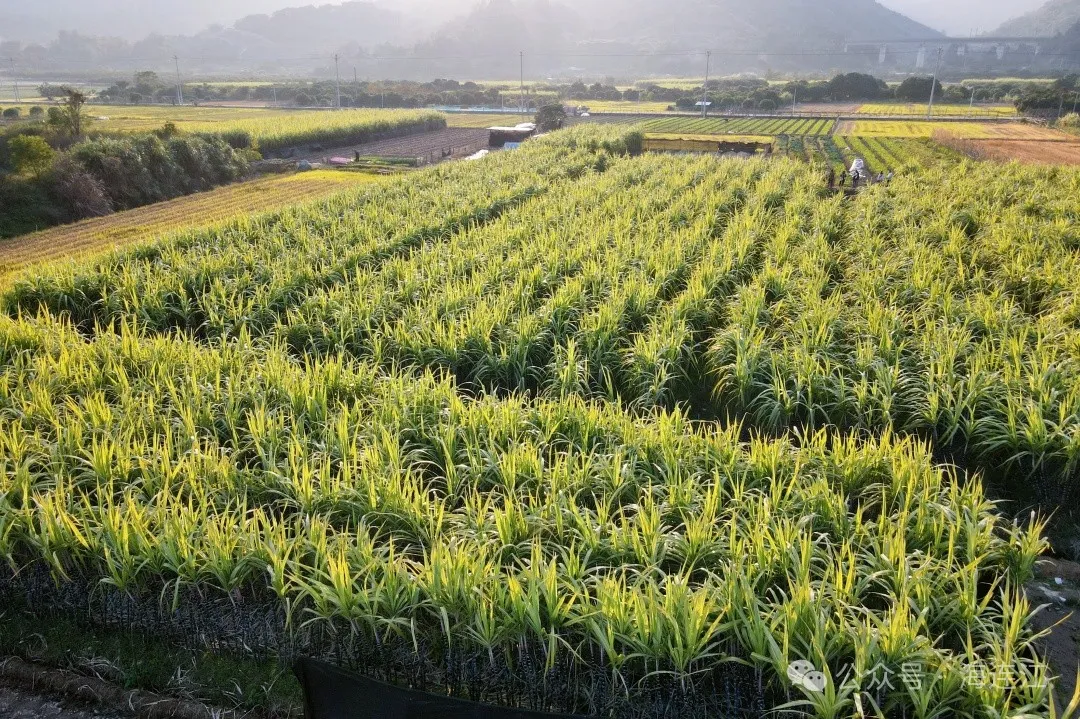 脆！甜！多汁！连江迎来“甜蜜”丰收→