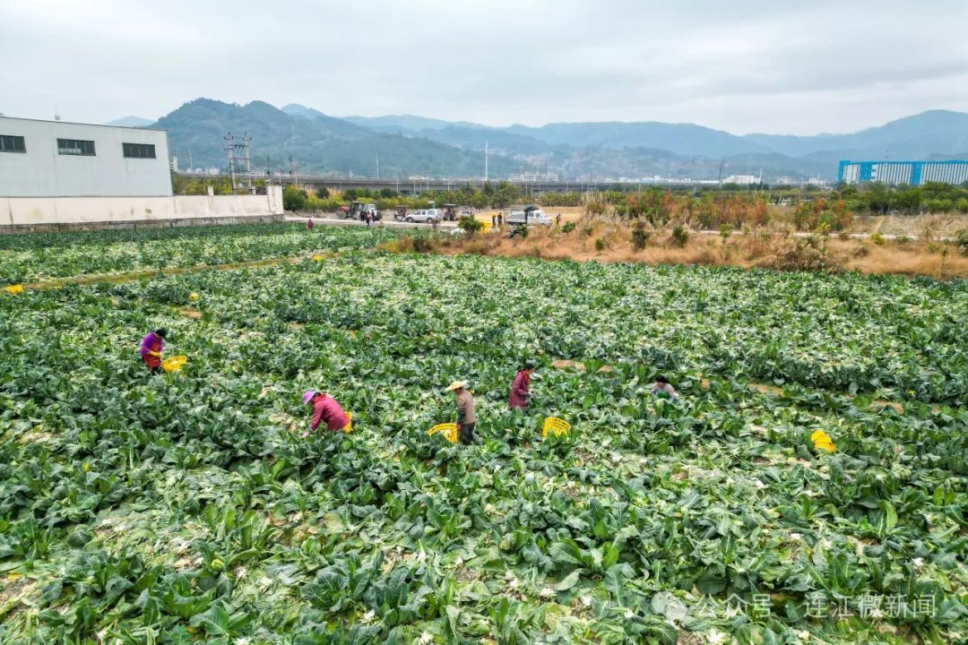 【网络中国节·春节2025】大丰收！连江这里开出“致富花”→