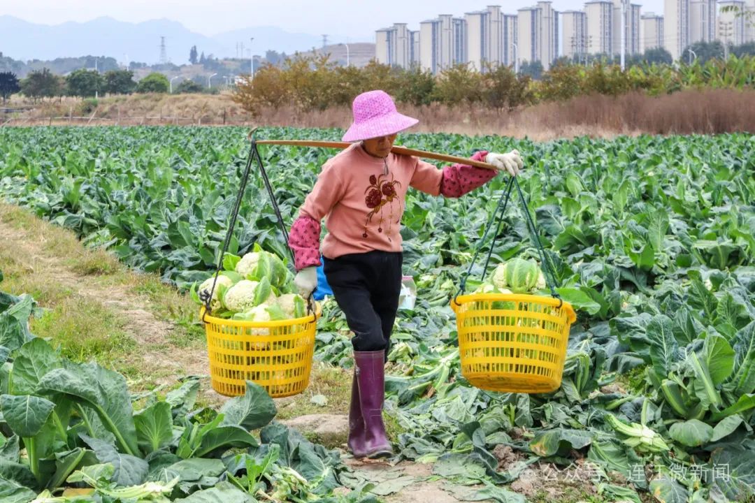 【网络中国节·春节2025】大丰收！连江这里开出“致富花”→