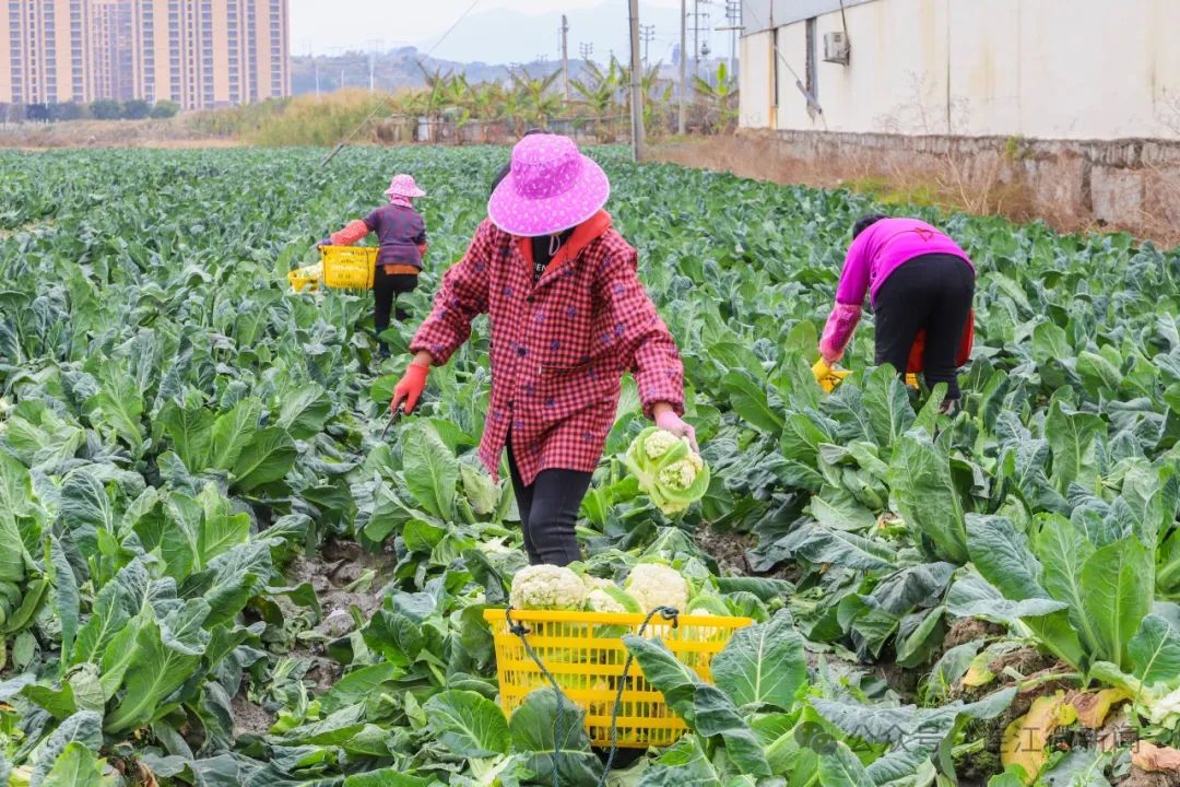 【网络中国节·春节2025】大丰收！连江这里开出“致富花”→