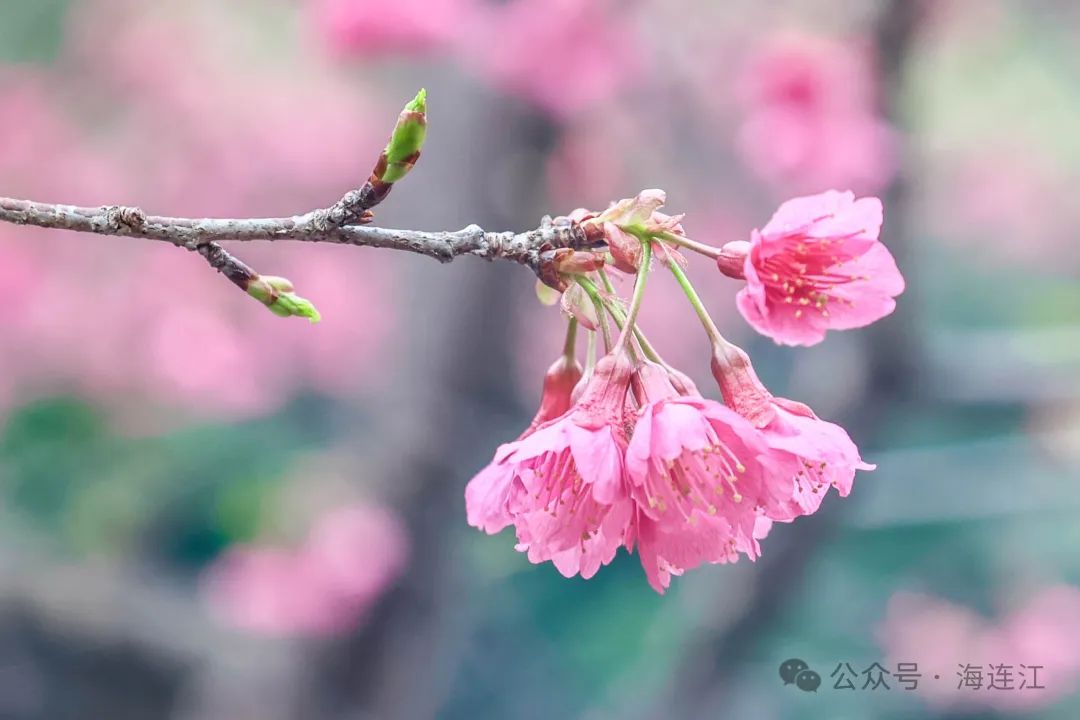 【网络中国节·春节2025】不要错过！连江这里浪漫正当时→