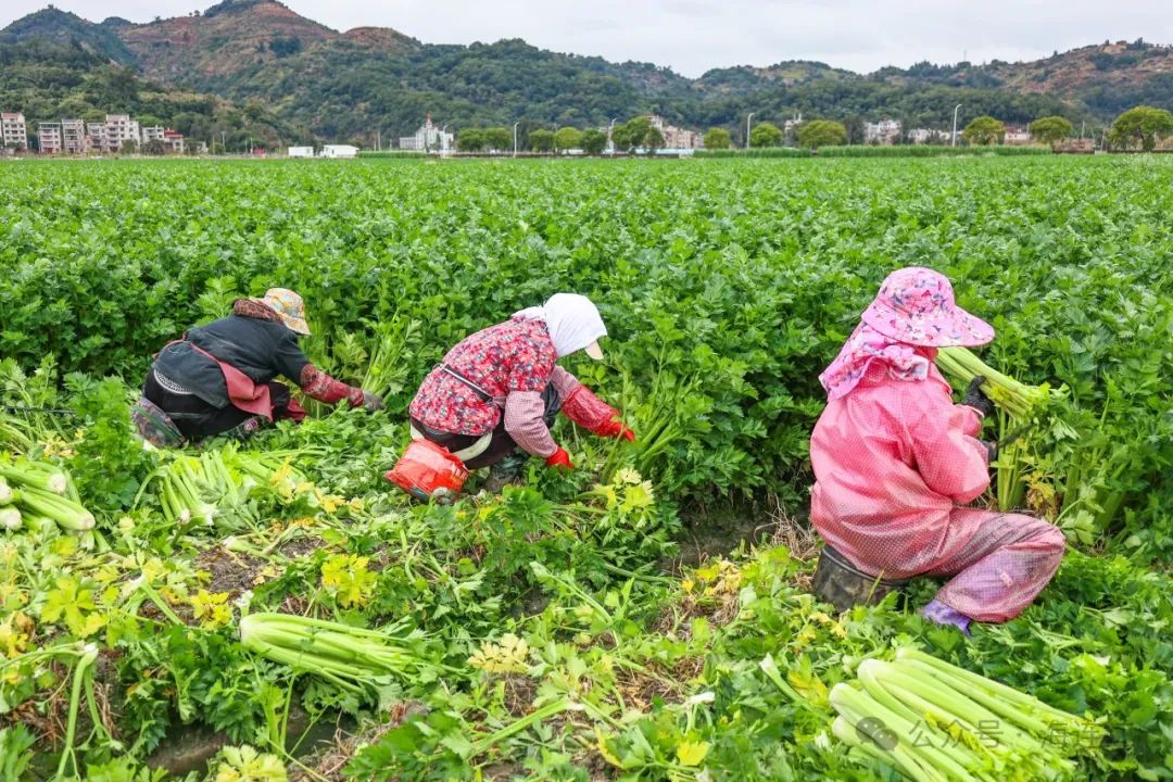 新鲜上市！连江人快来品尝→