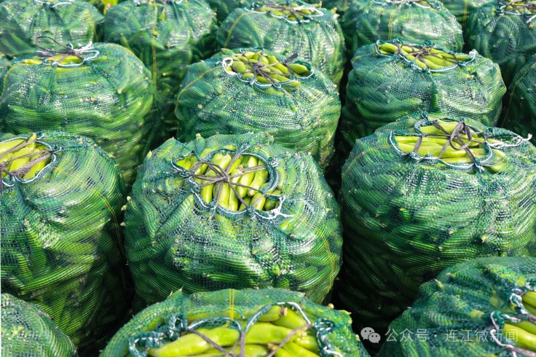 丰收！连江这里种出致富“金豆子”→