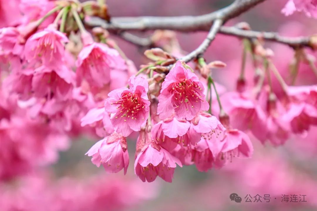 【网络中国节·春节2025】不要错过！连江这里浪漫正当时→