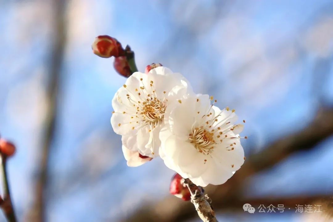 【网络中国节·春节2025】开了！连江这里太美了，快去打卡→