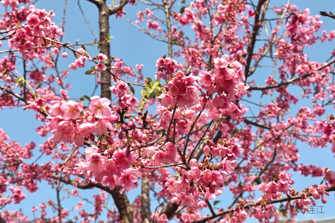 【网络中国节·春节2025】如云似霞！来连江这里看绝美樱花雨