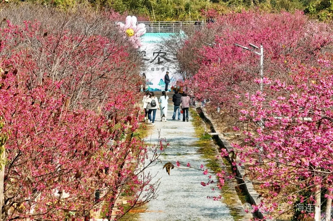 【网络中国节·春节2025】如云似霞！来连江这里看绝美樱花雨