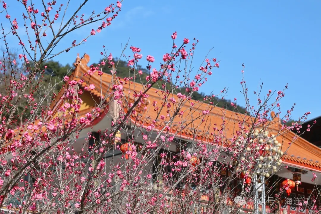 【网络中国节·春节2025】开了！连江这里太美了，快去打卡→