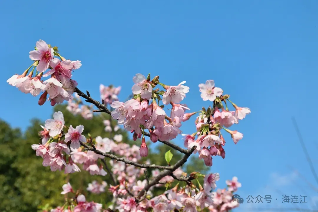 【网络中国节·春节2025】如云似霞！来连江这里看绝美樱花雨