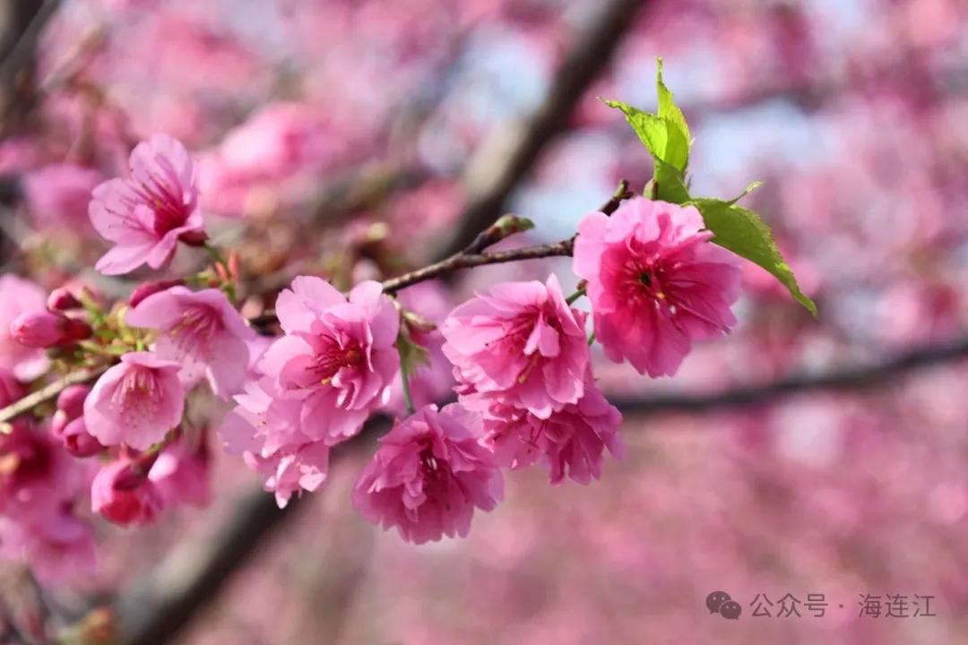 【网络中国节·春节2025】如云似霞！来连江这里看绝美樱花雨